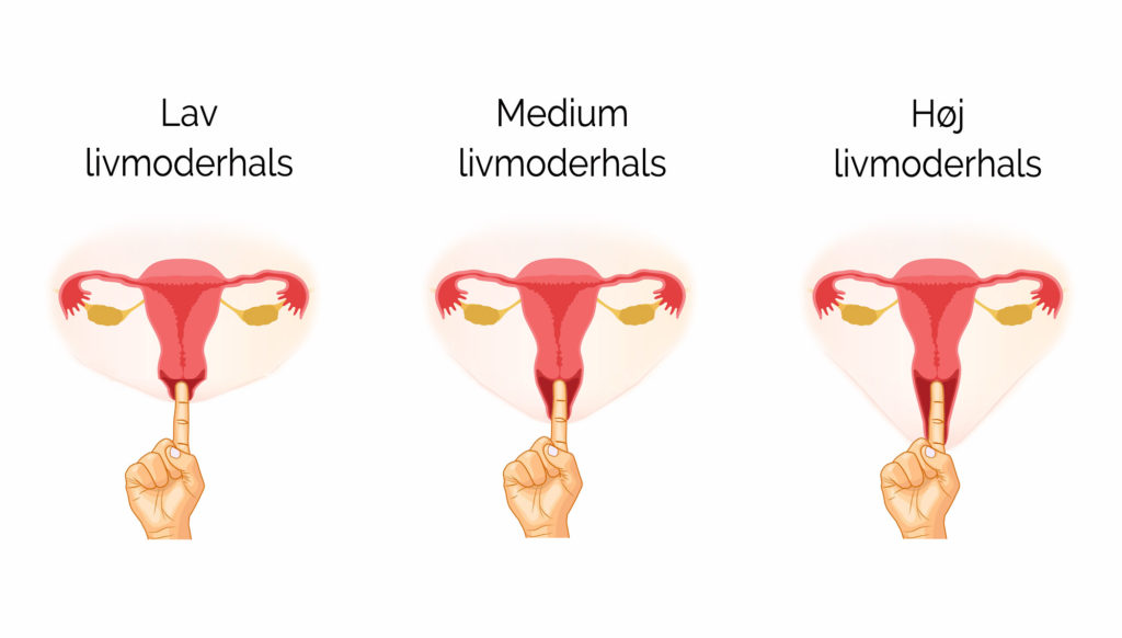 menstruationskop størrelse