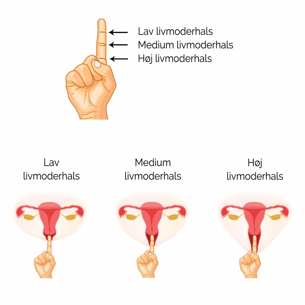 menstruationskop - mål din livmoderhals